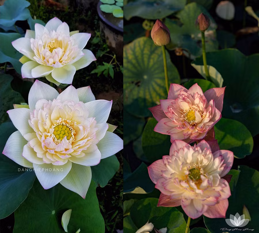 Độc nhất Việt Nam, chàng trai 9X đào 20 hồ quanh nhà trồng 40 loài sen hiếm-10