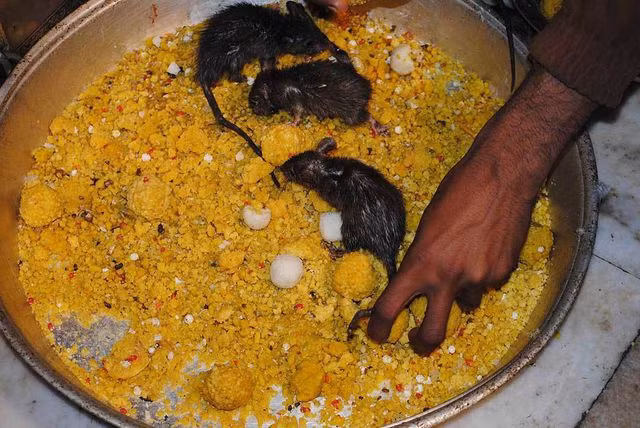 Tới đền thờ hơn 25.000 con chuột được cung phụng như “Ông hoàng"