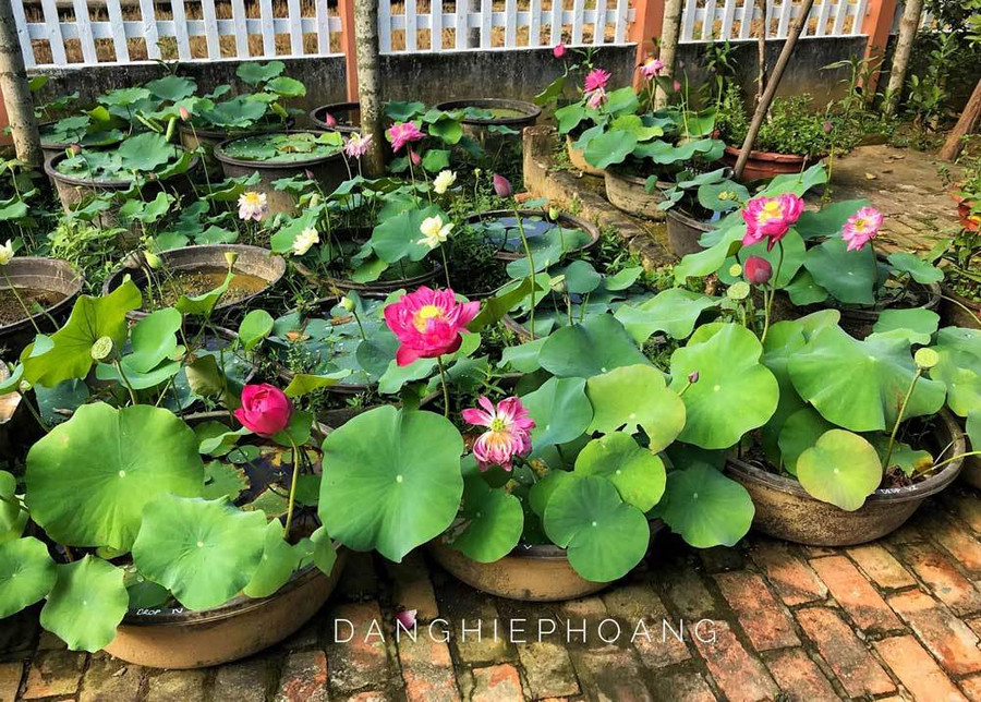 Độc nhất Việt Nam, chàng trai 9X đào 20 hồ quanh nhà trồng 40 loài sen hiếm ảnh 4 Độc nhất Việt Nam, chàng trai 9X đào 20 hồ quanh nhà trồng 40 loài sen hiếm-4