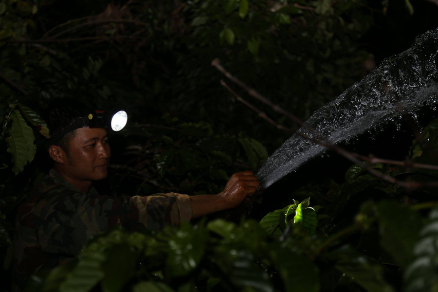 Do thiếu nước tưới cà phê nên người dân tranh thủ tưới về đêm.