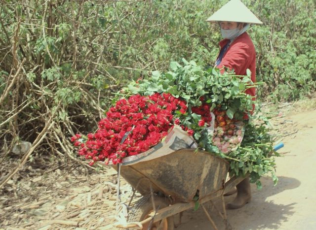 Cận lễ 8/3, hoa hồng Đà Lạt khan hàng đội giá gấp 3 ngày thường