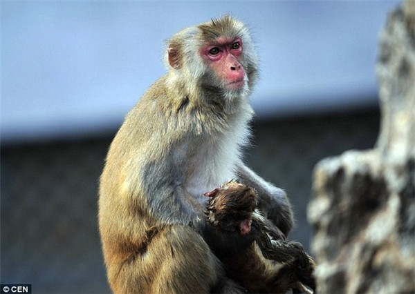 Rớt nước mắt hình ảnh khỉ mẹ ôm xác con không chịu rời ảnh 2 Rớt nước mắt hình ảnh khỉ mẹ ôm xác con không chịu rời ảnh 2