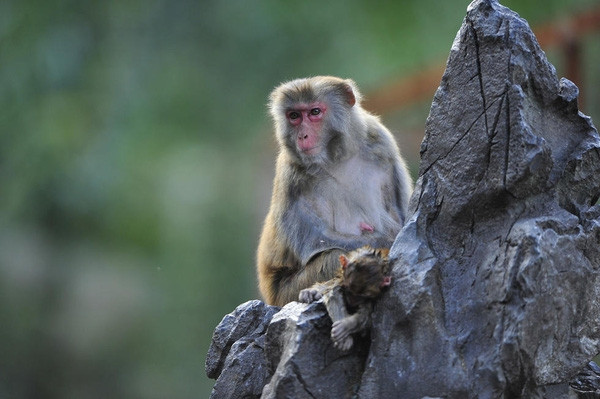 Rớt nước mắt hình ảnh khỉ mẹ ôm xác con không chịu rời ảnh 5 Rớt nước mắt hình ảnh khỉ mẹ ôm xác con không chịu rời ảnh 5