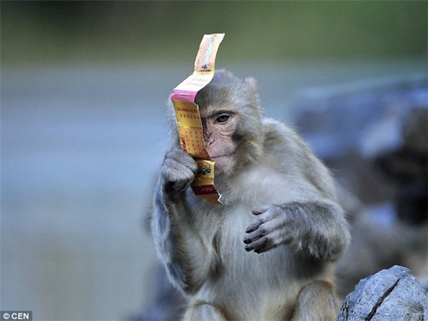 Rớt nước mắt hình ảnh khỉ mẹ ôm xác con không chịu rời ảnh 6 Rớt nước mắt hình ảnh khỉ mẹ ôm xác con không chịu rời ảnh 6