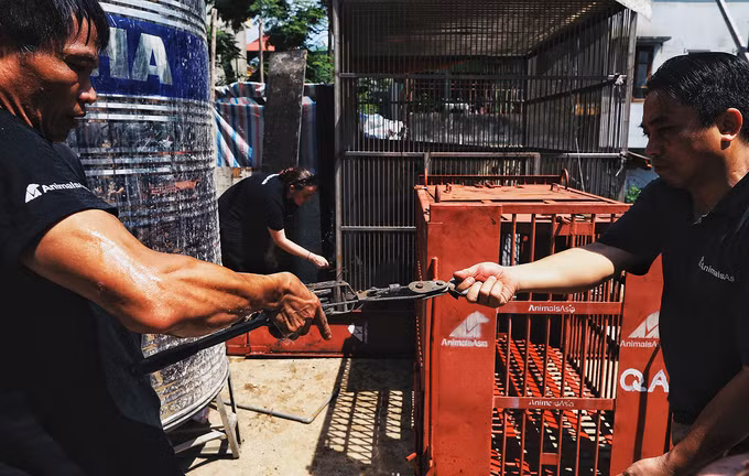 Giải cứu gấu ngựa từng được trùm ma túy nuôi nhốt