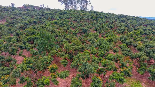 Mục sở thị vườn vải thiều trĩu quả ở Bắc Giang - 1