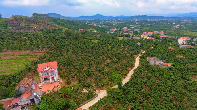 Mục sở thị vườn vải thiều trĩu quả ở Bắc Giang - 12