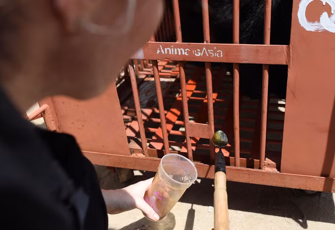 Giải cứu gấu ngựa từng được trùm ma túy nuôi nhốt