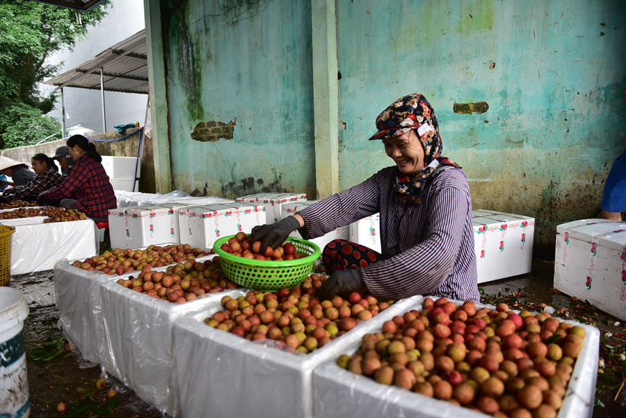 Vải loại 1 được thương lái Trung Quốc thu mua từ sớm rồi đóng thùng theo tiêu chuẩn chuyển đi