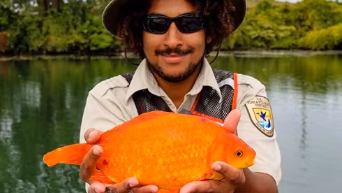 Con cá vàng khủng nằm trên tay nhân viên của Buffalo Niagara Waterkeeper.