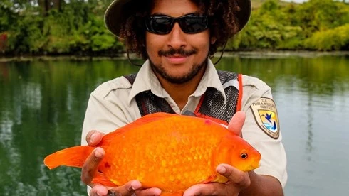 Con cá vàng khủng nằm trên tay nhân viên của Buffalo Niagara Waterkeeper.