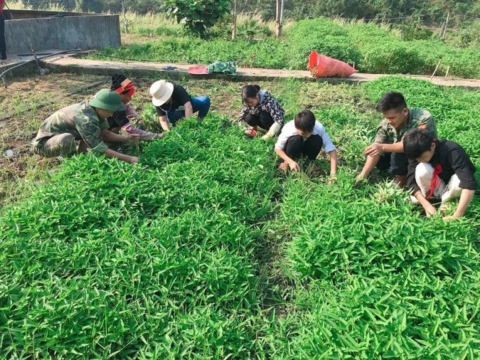 Rau xanh cho học sinh vùng khó