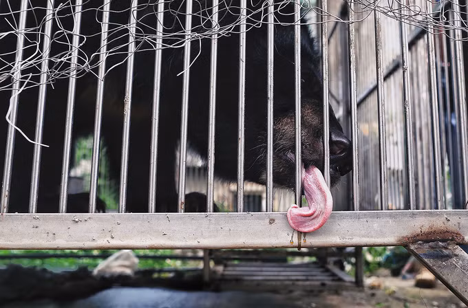 Giải cứu gấu ngựa từng được trùm ma túy nuôi nhốt