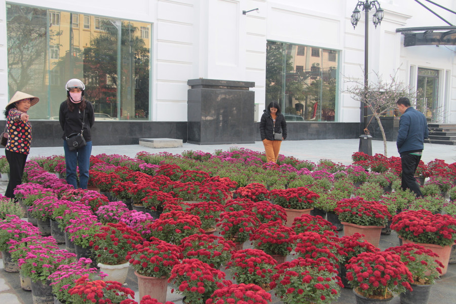 Nhiều người đi dạo xem hoa, chưa quyết định mua...