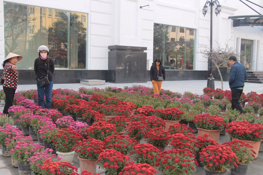 Nhiều người đi dạo xem hoa, chưa quyết định mua...