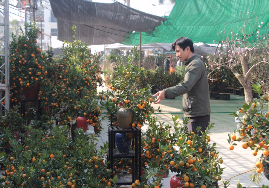 Giá quất được nhận định là cao hơn so với năm trước...