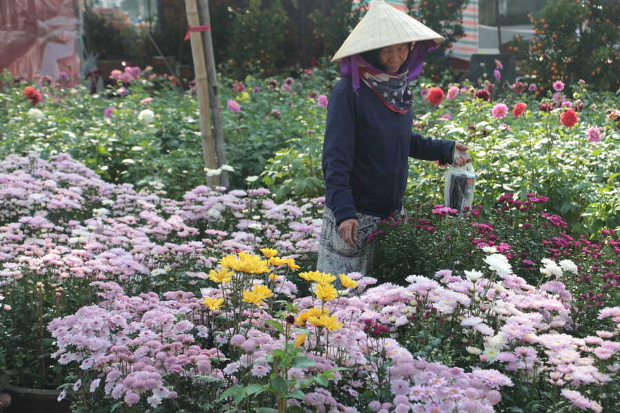 Một số tiểu thương bán hoa Tết ở Điện Biên cho biết sức mua năm nay giảm mạnh.