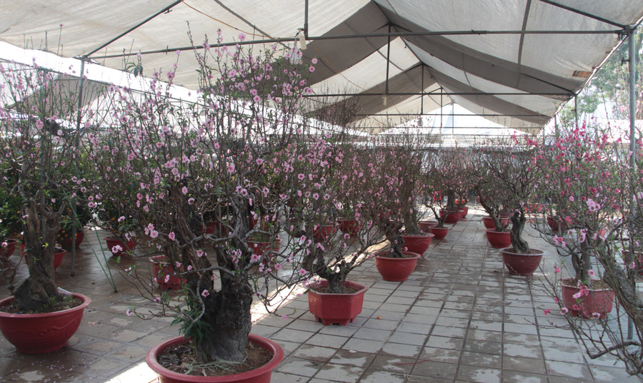 Hoa đào dao động từ 400.000 đồng - 8 triệu đồng/cây, quất từ 300.000 đồng - 4 triệu đồng/cây, tùy kích thước.