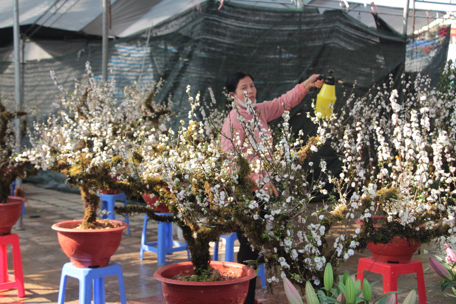 Thay vì đào, quất, những cây nhất chi mai cũng được bày bán nhiều ở chợ hoa Tết với giá thành phải chăng.