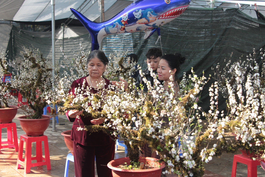 Đa số người dân hào hứng với các loại hoa có giá &quot;mềm&quot;, dễ mua.