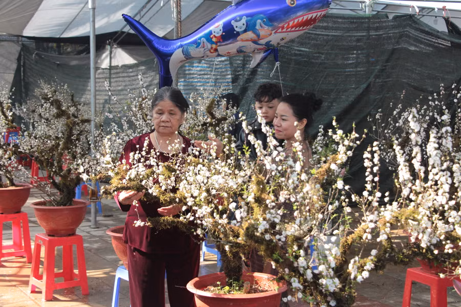 Đa số người dân hào hứng với các loại hoa có giá "mềm", dễ mua.