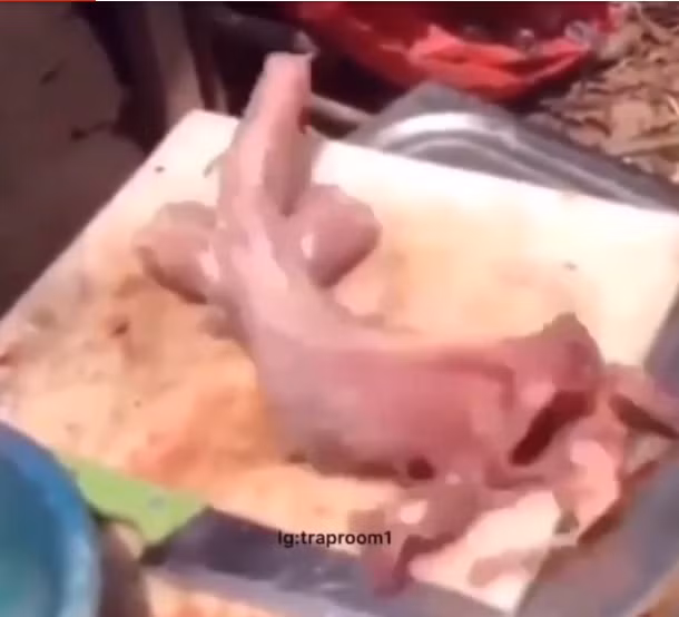 Hãi hùng con cá bị moi sạch ruột bỗng dưng... “sống lại" 