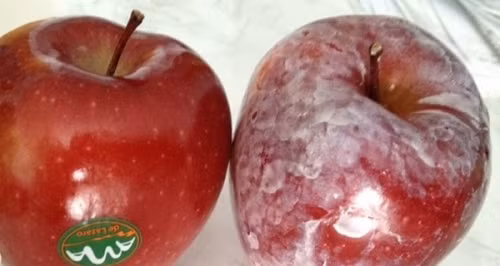 Ngửi mùi táo phân biệt được táo ngon hay táo ngâm hóa chất