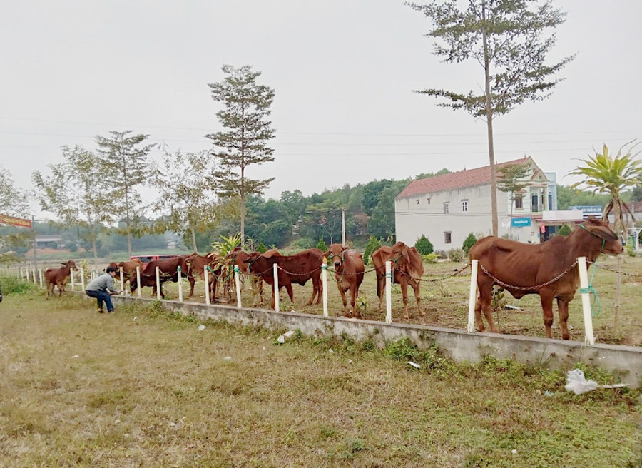Dự án nuôi bò sinh sản thuộc Chương trình MTQG về giảm nghèo bền vững đang được triển khai trên địa bàn Huyện Phú Bình được người dân và chính quyền đánh giá là một trong những mô hình cho hiệu quả kinh tế cao. Dự án nuôi bò sinh sản thuộc Chương trình MTQG về giảm nghèo bền vững đang được triển khai trên địa bàn Huyện Phú Bình được người dân và chính quyền đánh giá là một trong những mô hình cho hiệu quả kinh tế cao.