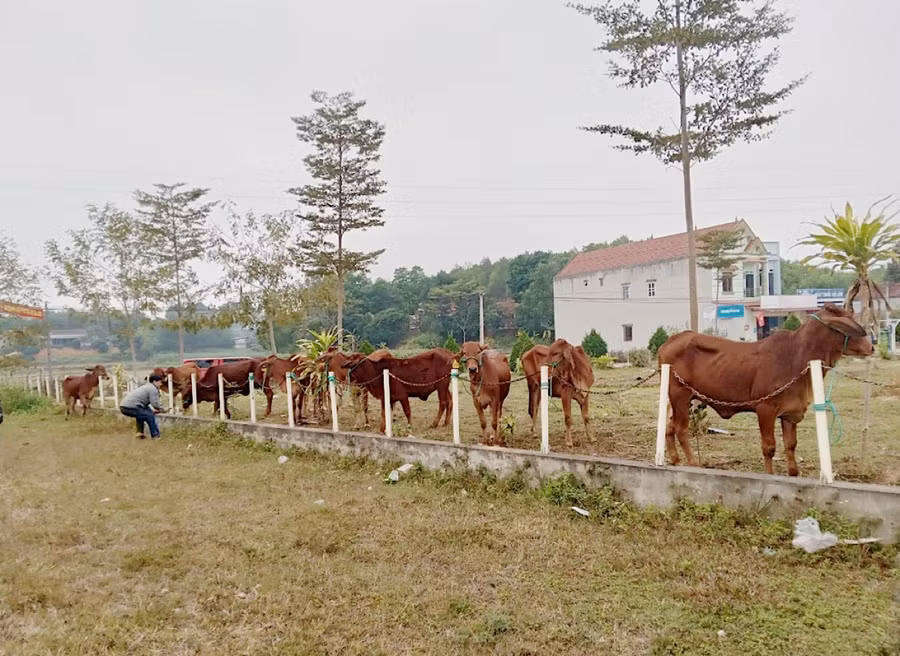 Dự án nuôi bò sinh sản thuộc Chương trình MTQG về giảm nghèo bền vững đang được triển khai trên địa bàn Huyện Phú Bình được người dân và chính quyền đánh giá là một trong những mô hình cho hiệu quả kinh tế cao.