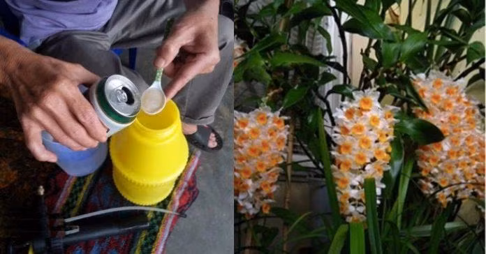 Hãy tự pha chế thuốc trừ sâu từ bia (hình minh họa).