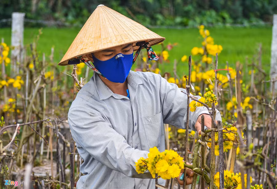 Vu mai Tet e chua tung co, hang nghin goc chong cho giua dong hinh anh 5
