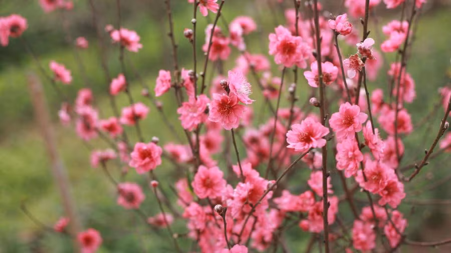 Keyword đầu tiên có dấu