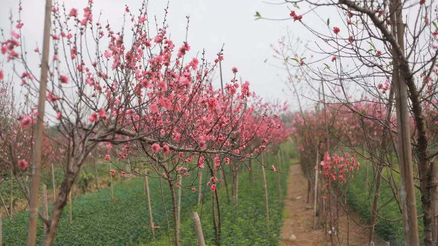 Keyword đầu tiên có dấu