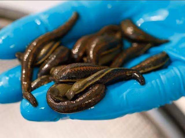 Chết khiếp va li chứa 5.000 con đỉa sống mang lên máy bay