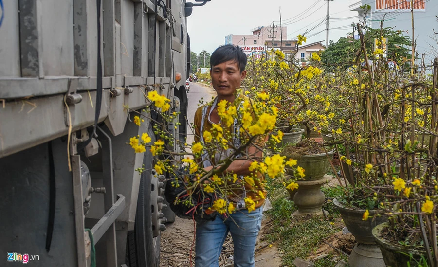 Xót xa hàng nghìn gốc mai ế chỏng chơ giữa đồng