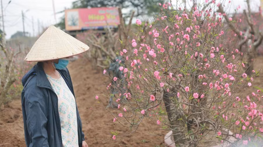 Đào Nhật Tân bung nở trước Tết, người trồng đào xót xa