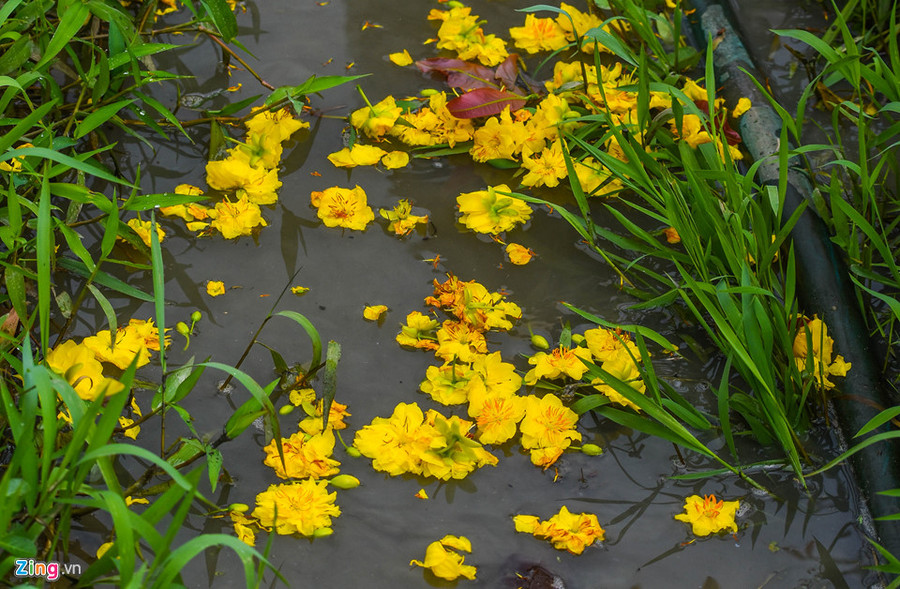 Xác hoa mai nằm vương vãi trên ruộng. Ông Nguyễn Tấn Đức, Chủ tịch UBND xã Nhơn An, cho biết năm 2018 toàn xã có khoảng 1.500 hộ dân trồng mai bán ra dịp Tết đạt doanh thu khoảng 18 tỷ đồng. Vu mai Tet e chua tung co, hang nghin goc chong cho giua dong hinh anh 6