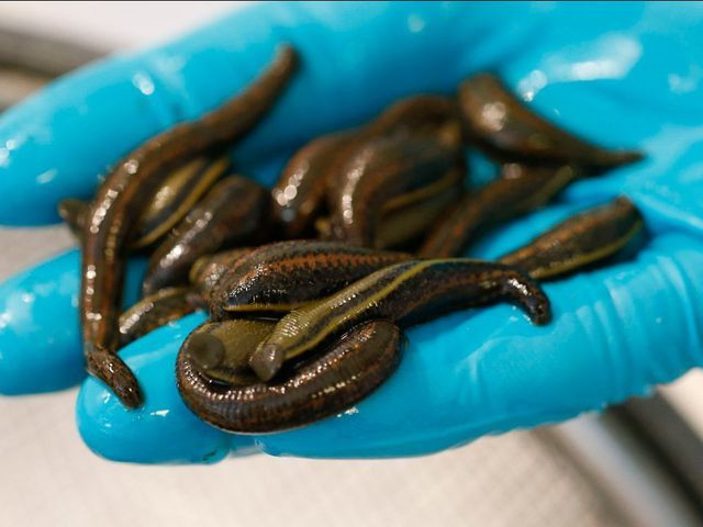 Chết khiếp: Va li chứa 5.000 con đỉa sống giấu kín mang lên máy bay Chết khiếp: Va li chứa 5.000 con đỉa sống giấu kín mang lên máy bay