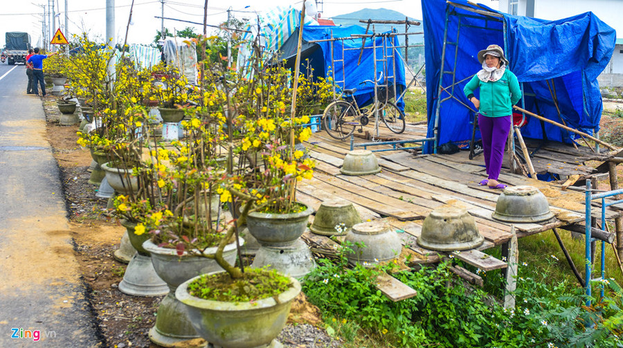 Theo kinh nghiệm trồng mai Tết lâu đời của người dân xã Nhơn An, từ khi lặt lá đến khi bán khoảng 25 ngày thì hoa mai nở đúng hẹn. Tuy nhiên, vụ hoa Tết năm nay bà con mới lặt lá được 10-15 ngày mà mai đã trổ hoa khiến nhiều nhà vườn lâm cảnh điêu đứng. Vu mai Tet e chua tung co, hang nghin goc chong cho giua dong hinh anh 12