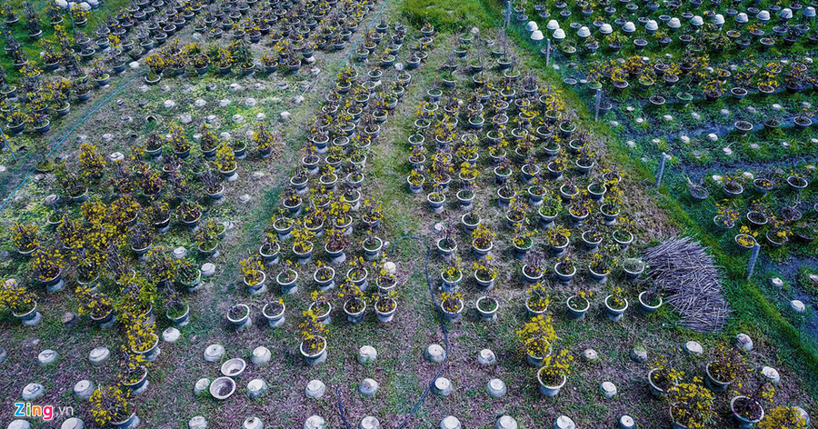 Hàng loạt chậu mai vàng bị bỏ mặc chỏng chơ giữa đồng. Theo nhiều lão nông xã Nhơn An, mai bung nở sớm trước Tết khiến mỗi hộ gia đình doanh thu sụt giảm từ 80 triệu đến 250 triệu đồng. Tổn thất doanh thu vụ mai Tết của 1.500 hộ trồng mai địa phương có thể lên đến hàng tỷ đồng. Vu mai Tet e chua tung co, hang nghin goc chong cho giua dong hinh anh 4