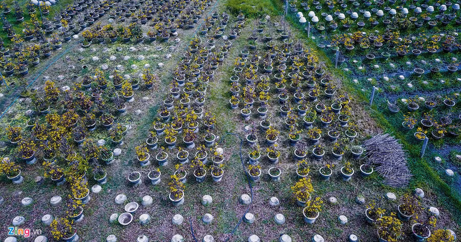 Vu mai Tet e chua tung co, hang nghin goc chong cho giua dong hinh anh 4