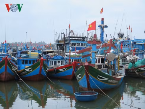 ngu dan chung lung tao nen nhung "bo dua" o hoang sa hinh 1
