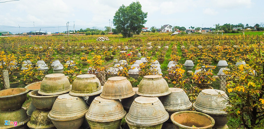 Vụ mai Tết ế chưa từng có, hàng nghìn gốc chỏng chơ giữa đồng hình ảnh 3  Vu mai Tet e chua tung co, hang nghin goc chong cho giua dong hinh anh 3
