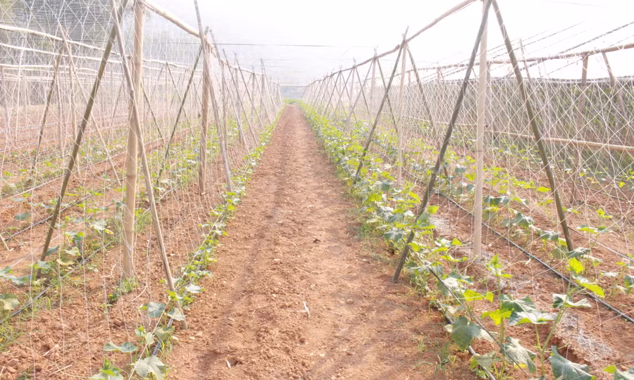 Mô hình nông sản khiến nông dân người Thái thoát được nghèo, vươn lên làm giàu. (Ảnh: NT).