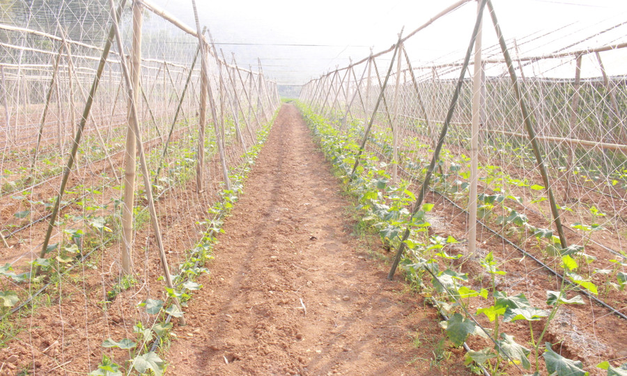 Mô hình nông sản khiến nông dân người Thái thoát được nghèo, vươn lên làm giàu. (Ảnh: NT).