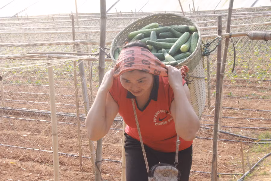 Cây dưa chuột cho hiệu quả kinh tế cao. (Ảnh: NT).