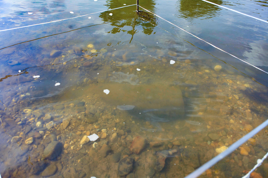 Quả bom được người dân phát hiện khi đi đánh cá trên suối