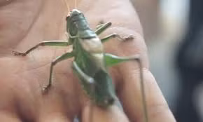 Dế mèn, muồm muỗm giá trăm đôla ở Trung Quốc