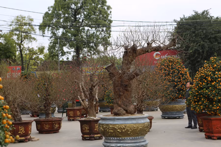 Nhiều gốc đào có giá "khủng" được bày bán khắp các tuyến phố.