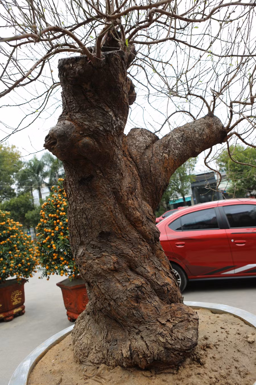 Gốc đào được chủ vườn đưa mức giá 70 triệu đồng.